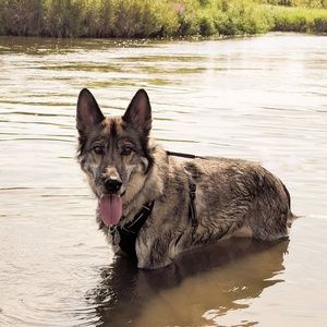 Pet friendly home 🐺